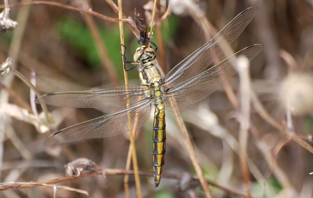 ID libellula 2: Orthetrum cancellatum